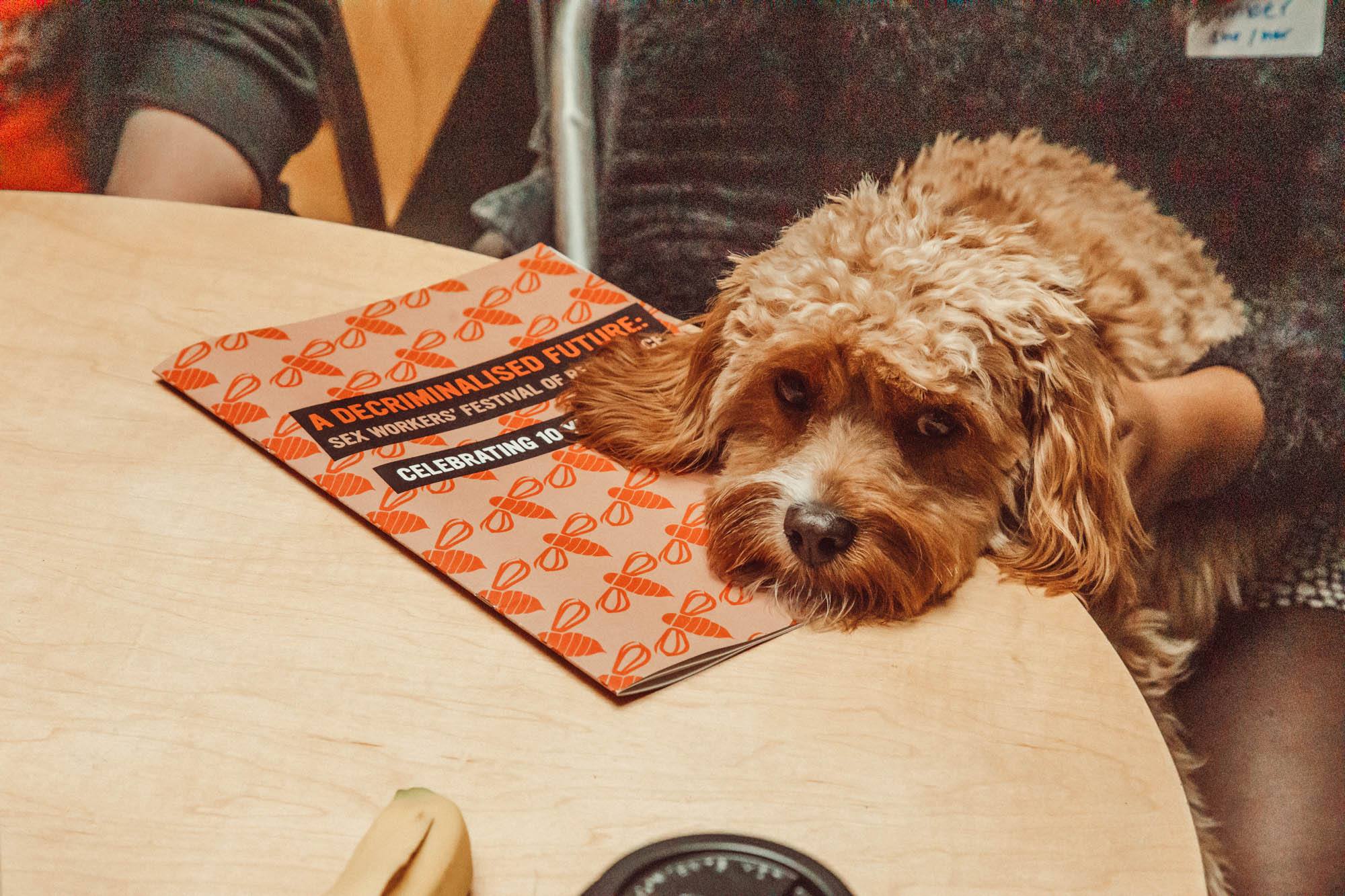A terrier-type dog leans their head on a round table, on top of a SWARM conference programme leaflet.